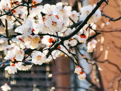 Casino777 Casino Mobiilirakendus